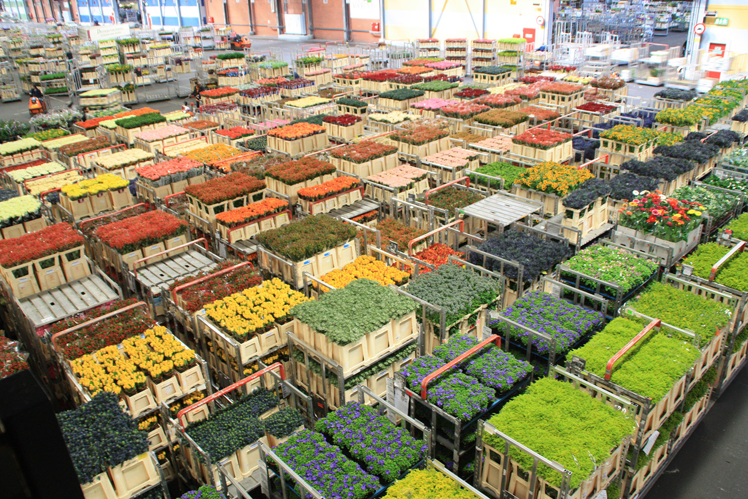 Flowers and plants on stacking trolleys in the run-up to an auction